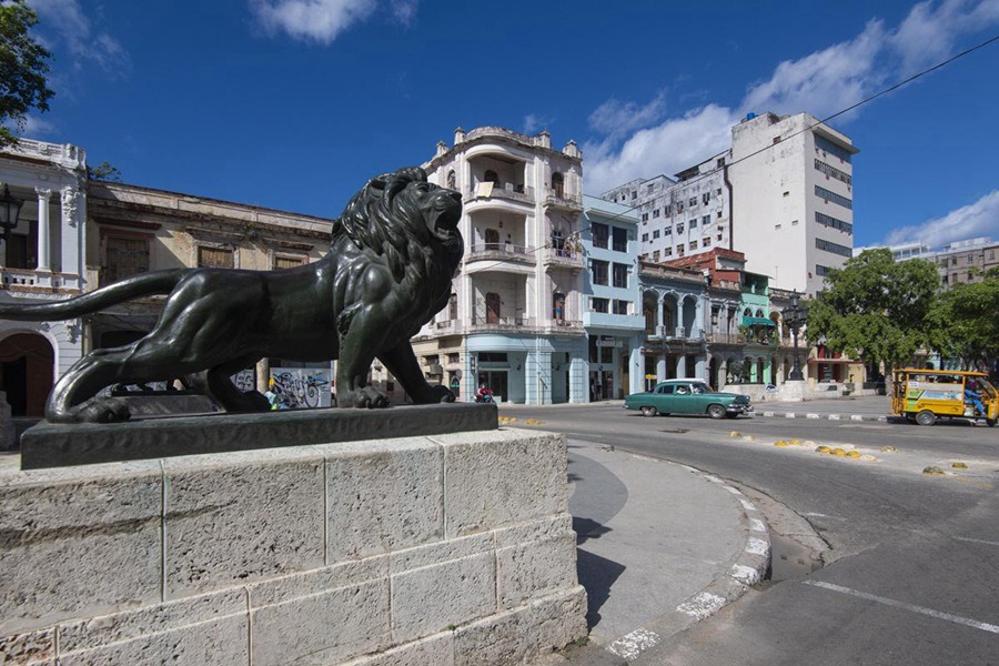 life size bronze lion statue (3)