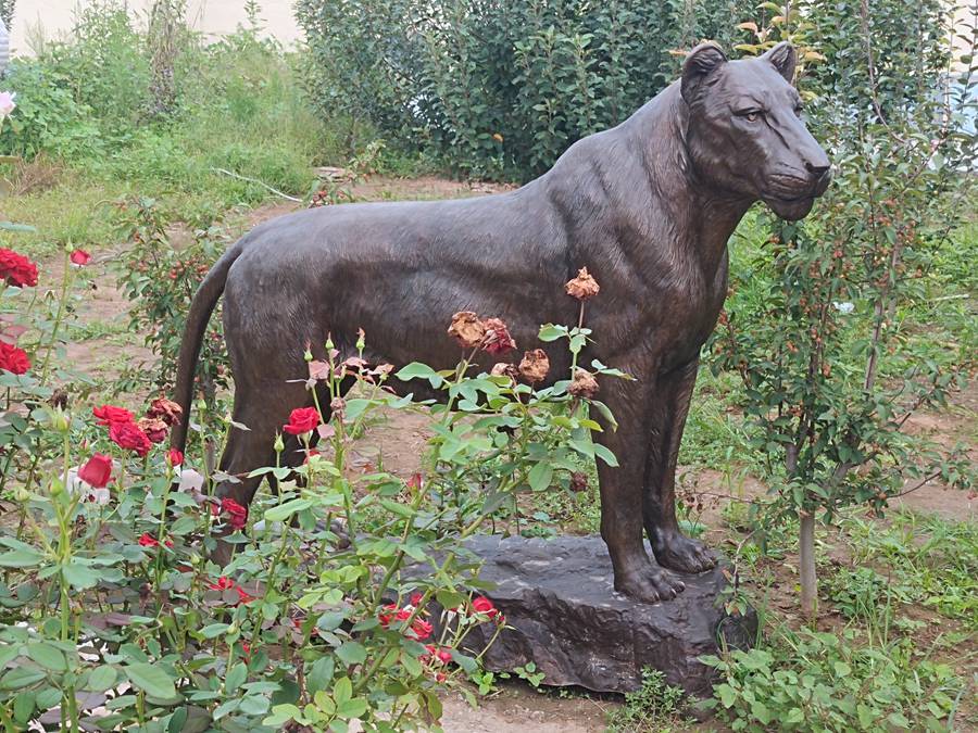 life size bronze lion sculpture (3)