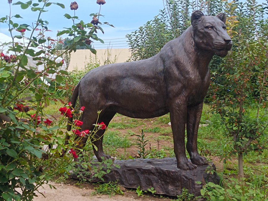 life size bronze lion sculpture (7)